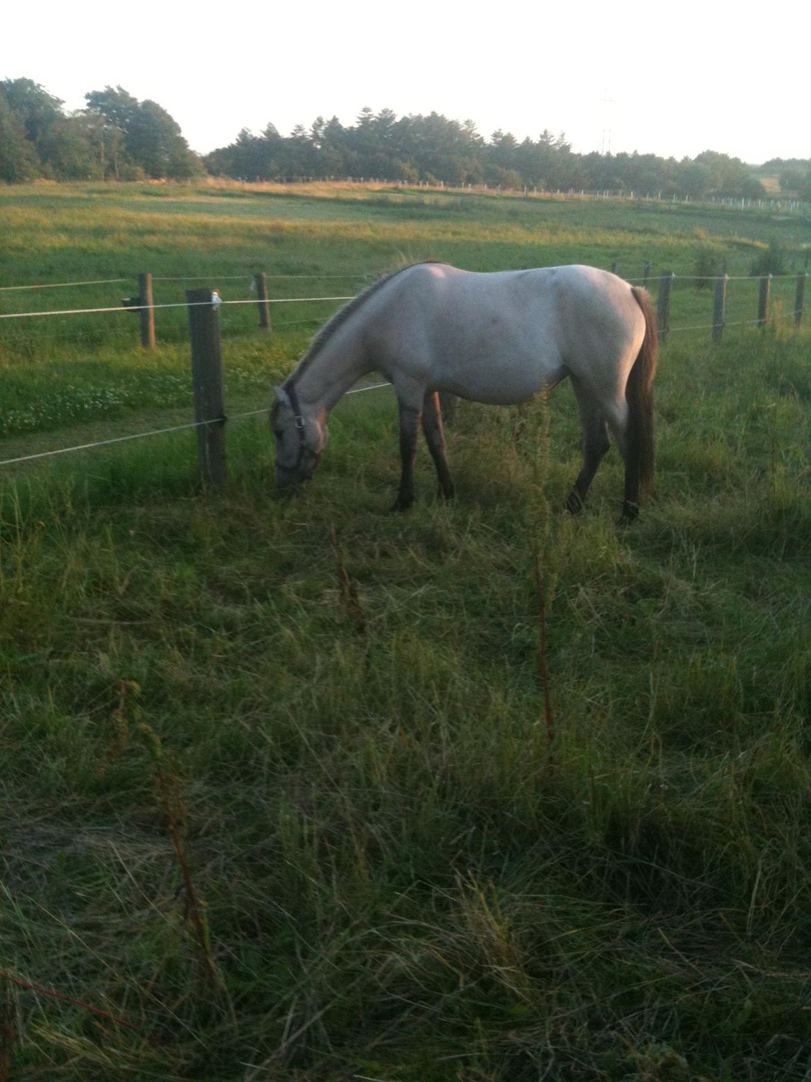 Anden særlig race Nasira Vanilla Alvilda billede 11