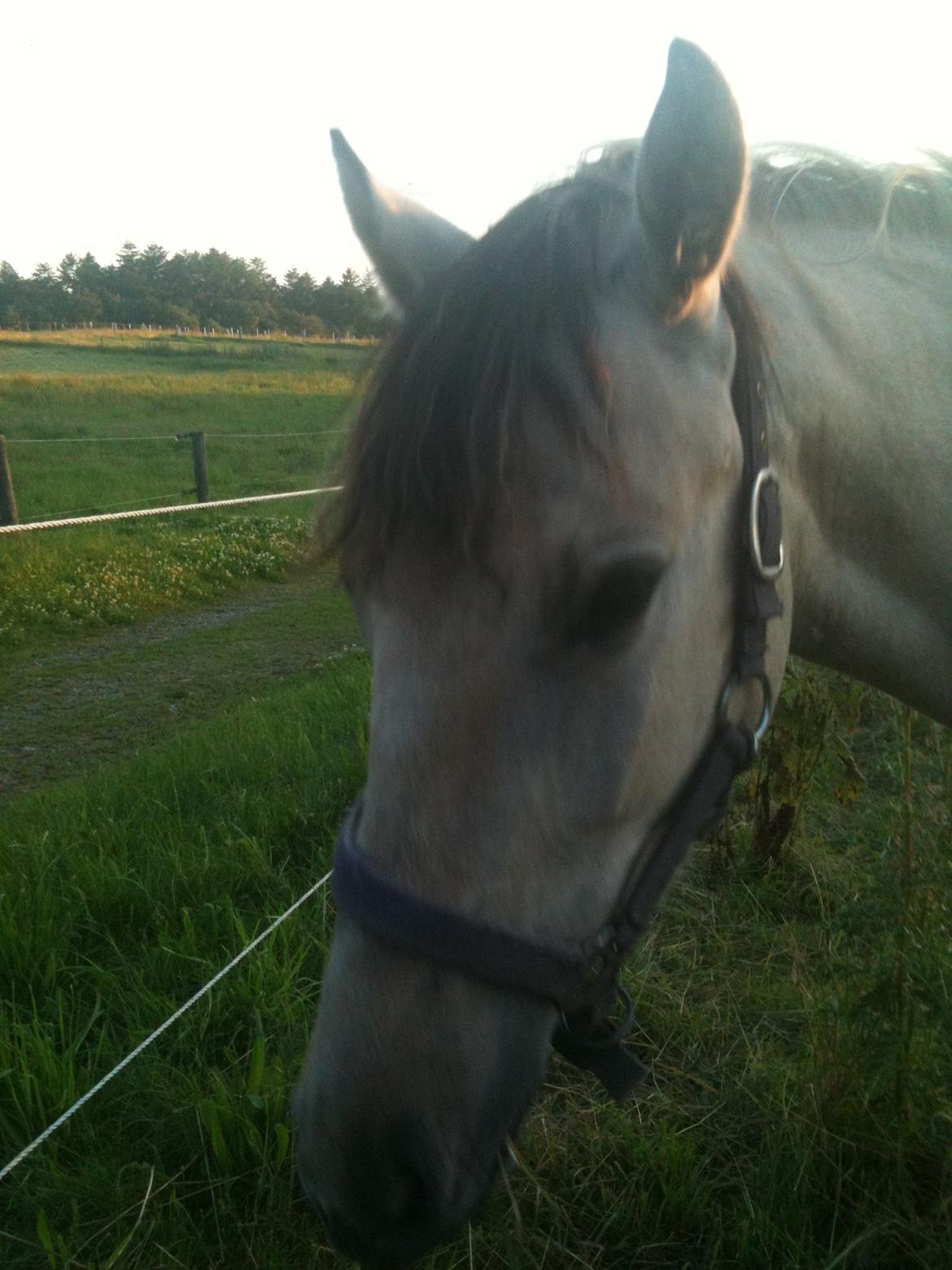 Anden særlig race Nasira Vanilla Alvilda billede 12