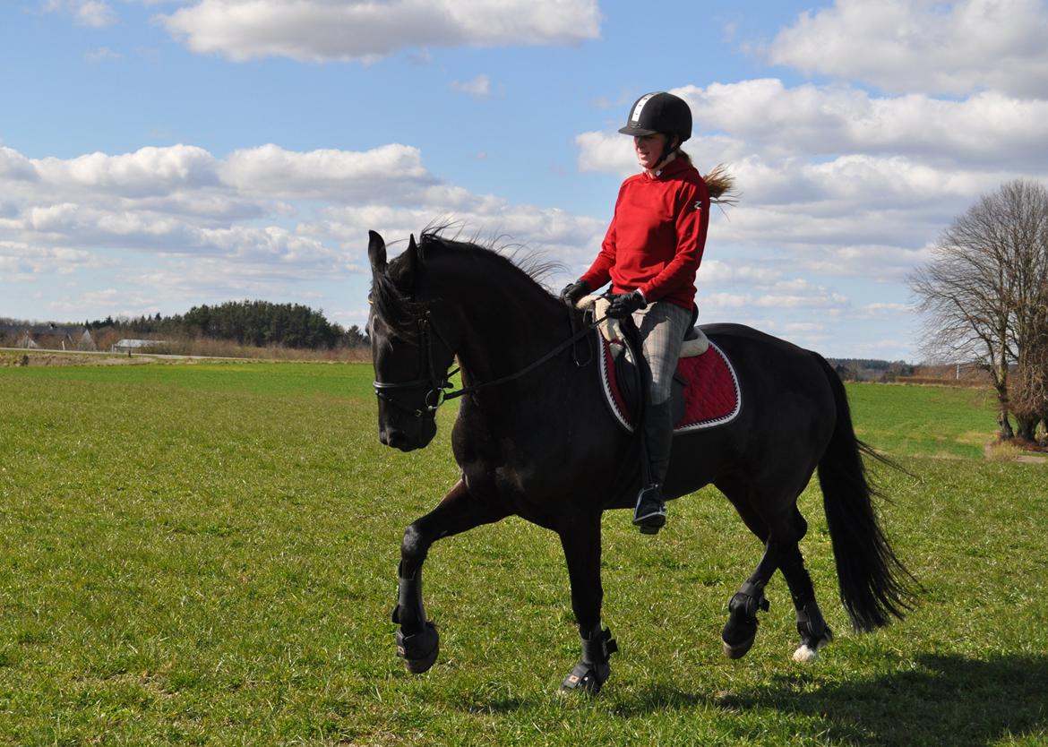 Anden særlig race KJÆRSGAARDS MOONLIGHT - Dejlig trav med knæløft d.8. april 2012 :) billede 35