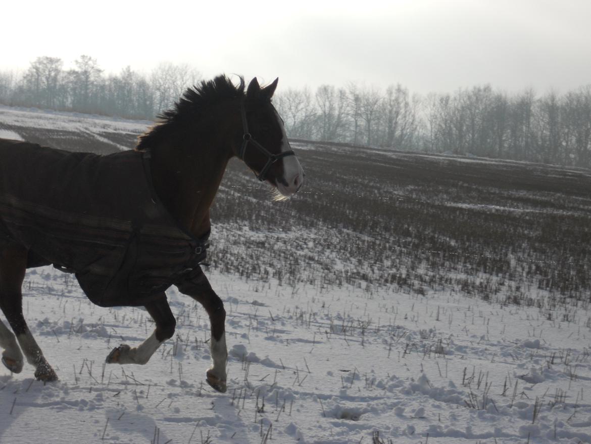 Hollandsk Sportspony Pablo - Pablo løber lidt:) billede 8