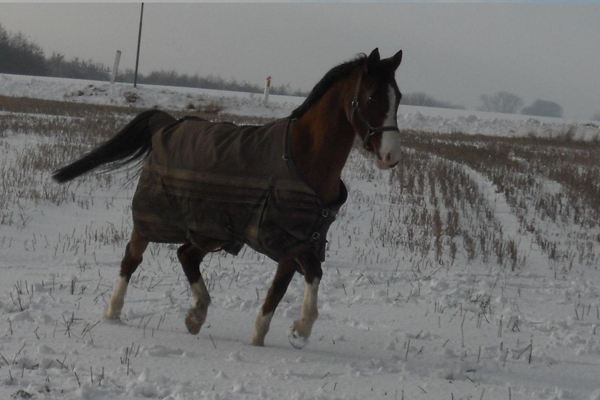 Hollandsk Sportspony Pablo - Pablo traver på folden. billede 6
