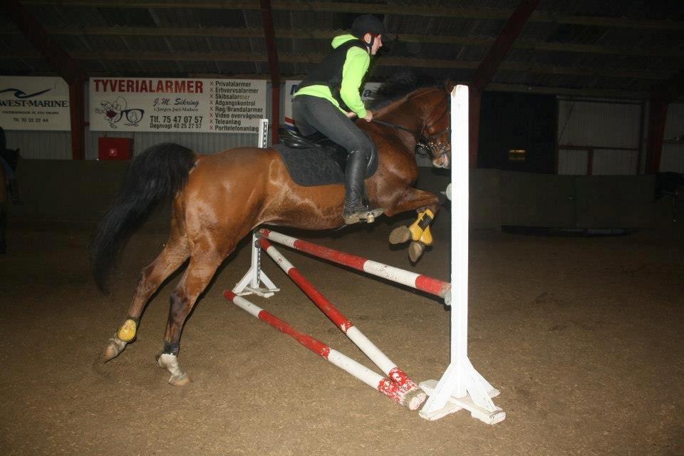 Anden særlig race freeman (fimse/gustav) billede 9