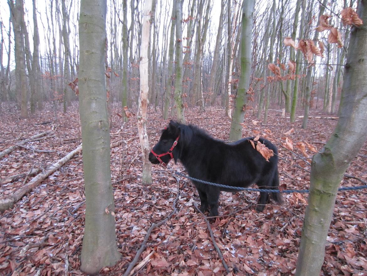 Shetlænder Mejse [Tidl. Passer] billede 4