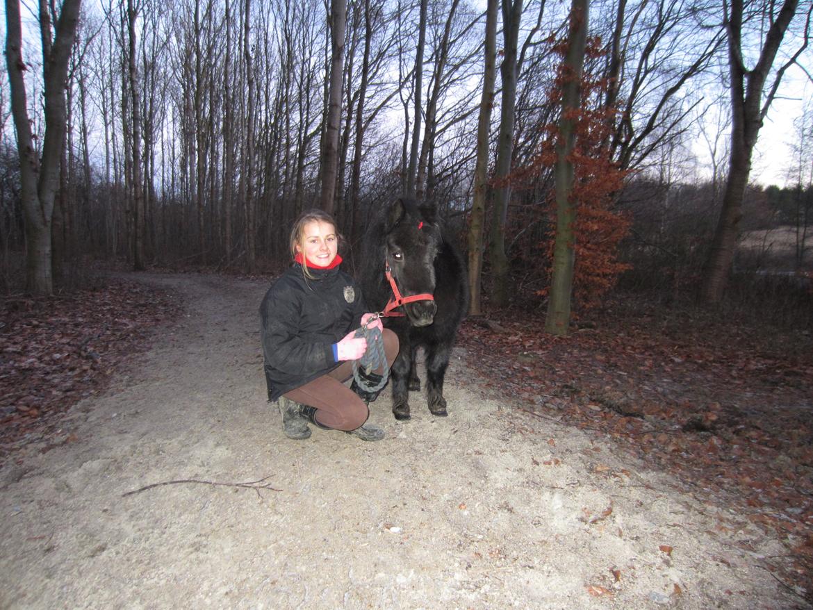 Shetlænder Mejse [Tidl. Passer] billede 16