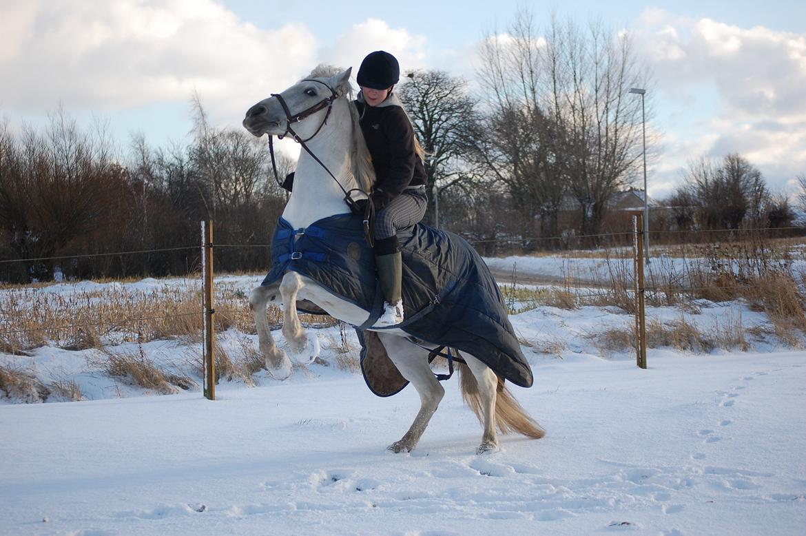 Anden særlig race Prins *Stjernen*  billede 15