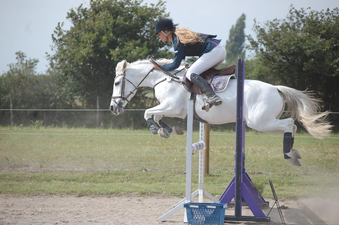 Anden særlig race Prins *Stjernen*  billede 4