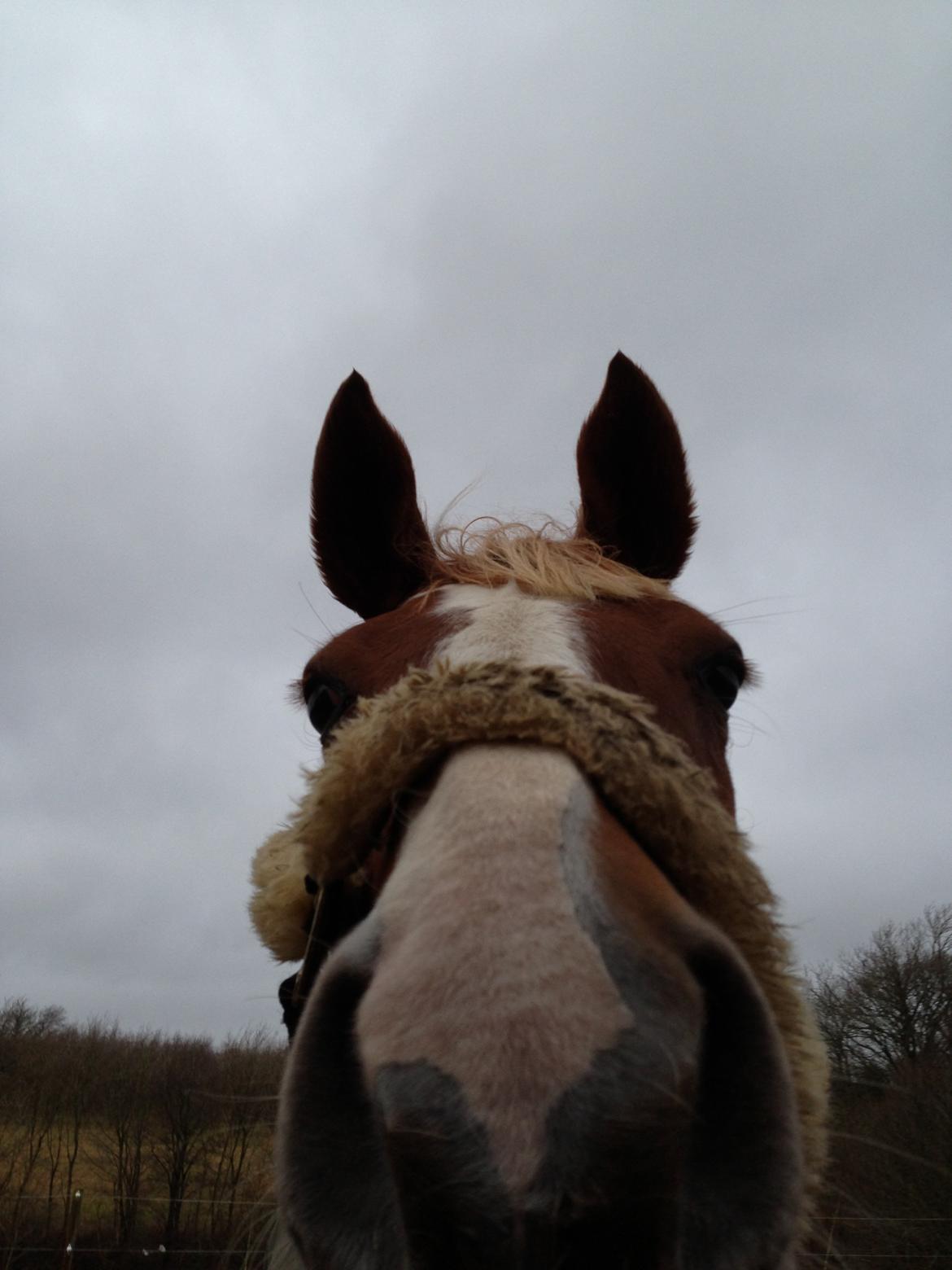 Dansk Varmblod Stenkærgårds Rubin  [Min Mors] - Bedste Billede af Rubs! billede 8