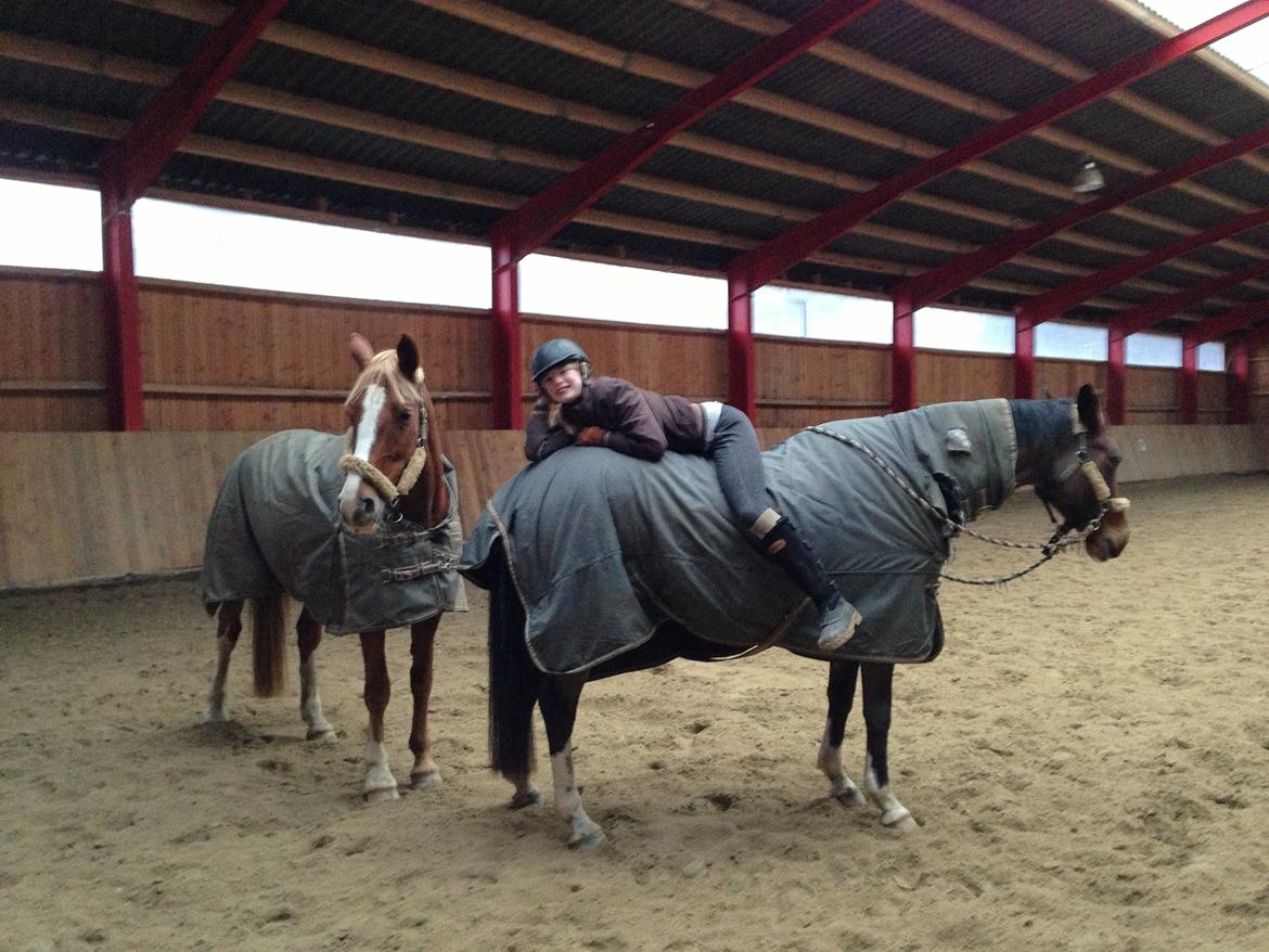Dansk Varmblod Stenkærgårds Rubin  [Min Mors] - HYGGE! billede 10