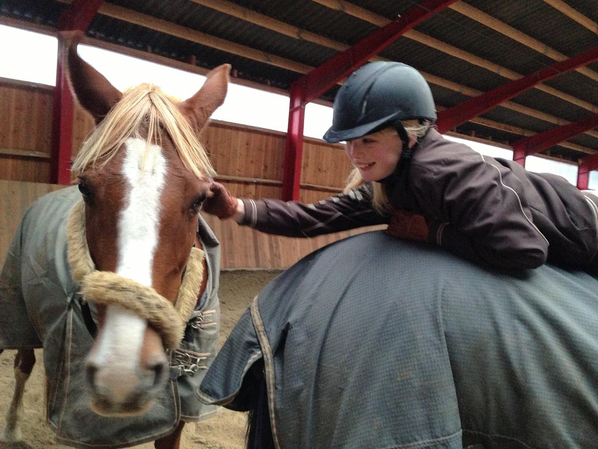 Dansk Varmblod Stenkærgårds Rubin  [Min Mors] - Nuurrh! billede 11