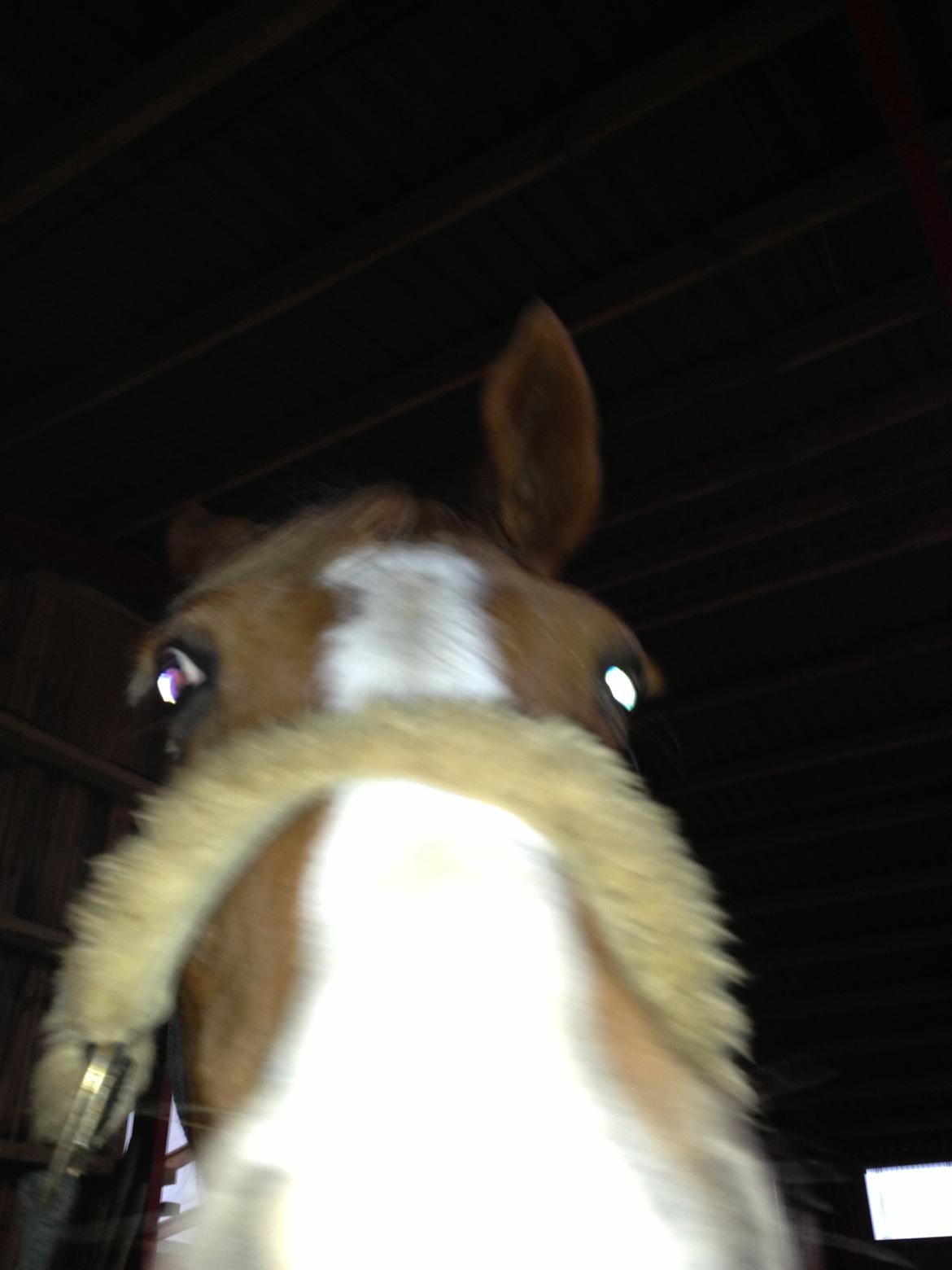 Dansk Varmblod Stenkærgårds Rubin  [Min Mors] - Buu! billede 9