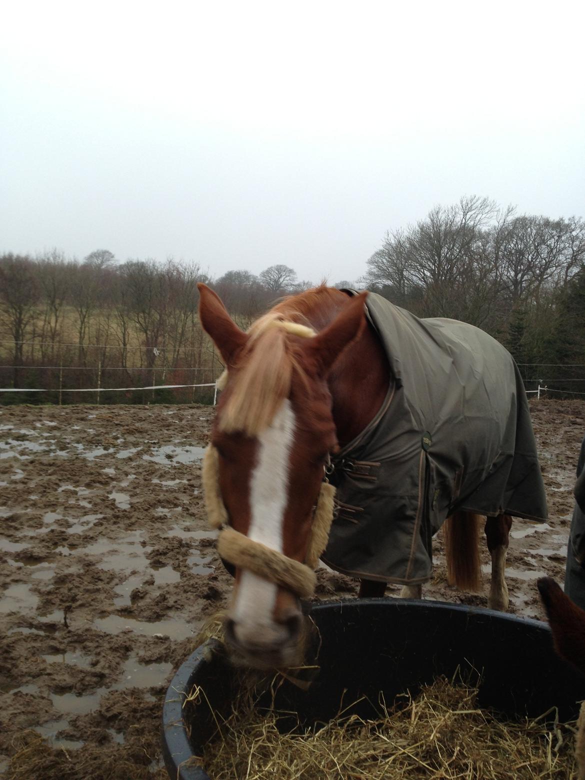 Dansk Varmblod Stenkærgårds Rubin  [Min Mors] - *Fold* billede 12