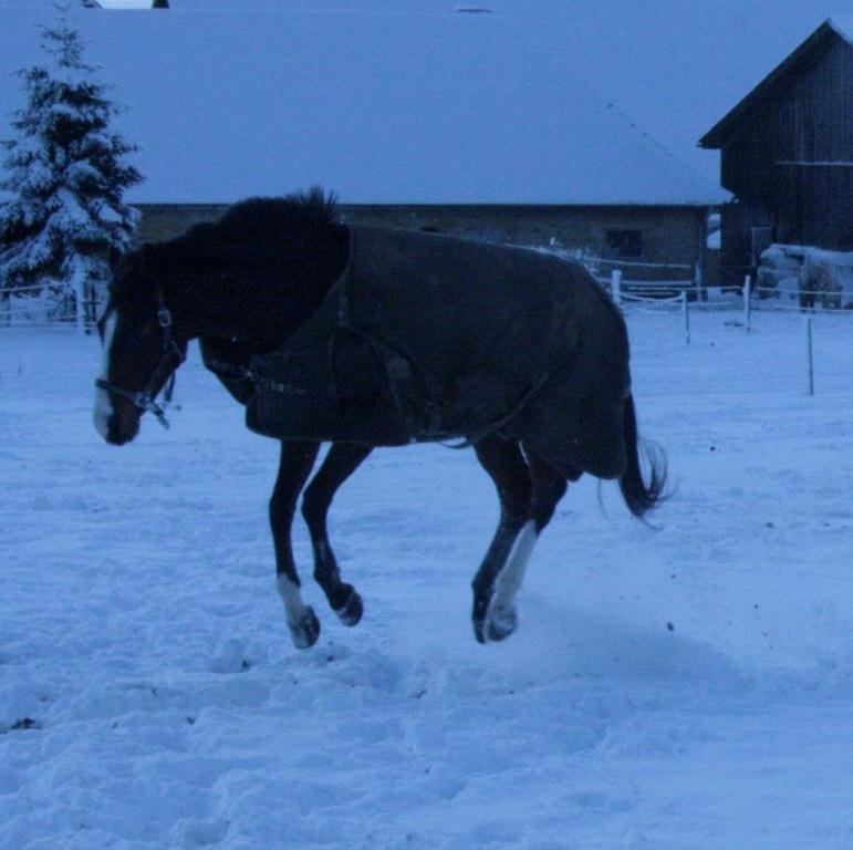Hannoveraner Søndergårdens Lix - Lix vinteren 2012! Skøre hest blev vild på folden :) - foto. Signe H. billede 4