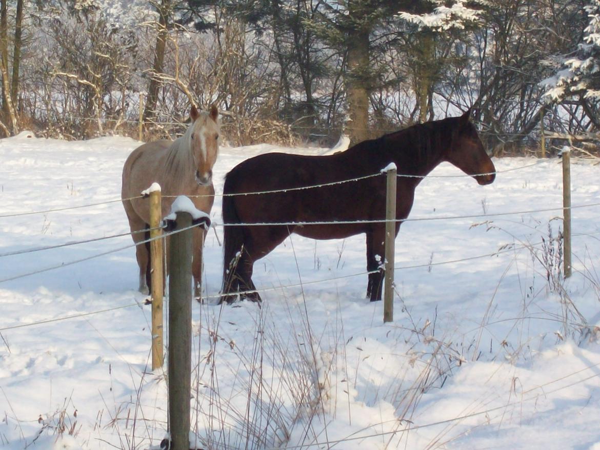 Palomino Lykkegårdens Ashwin billede 13