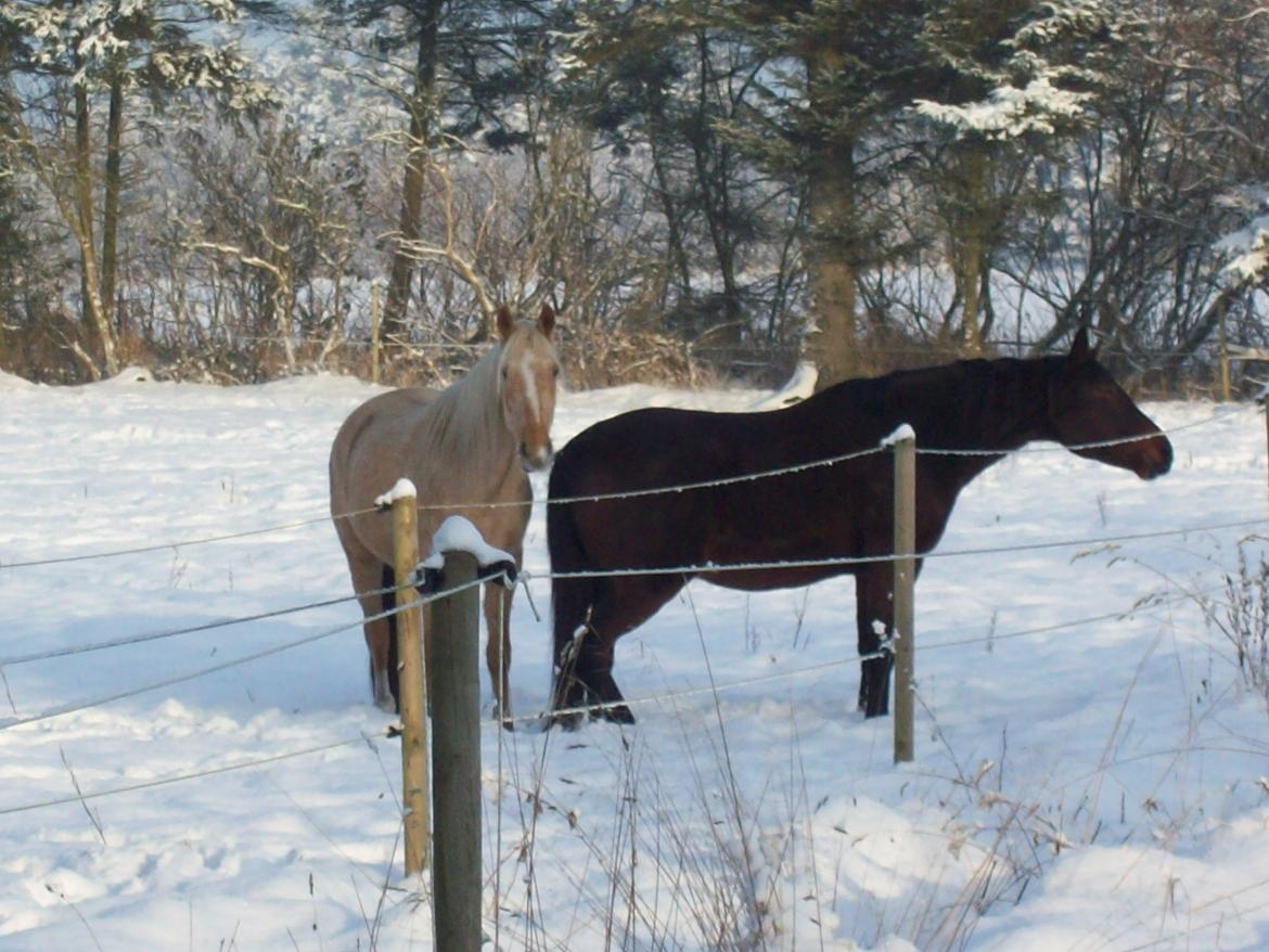 Palomino Lykkegårdens Ashwin billede 16