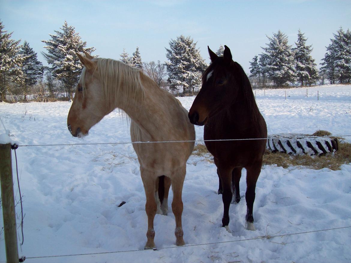 Palomino Lykkegårdens Ashwin - 2 søde drenge ;-) billede 18