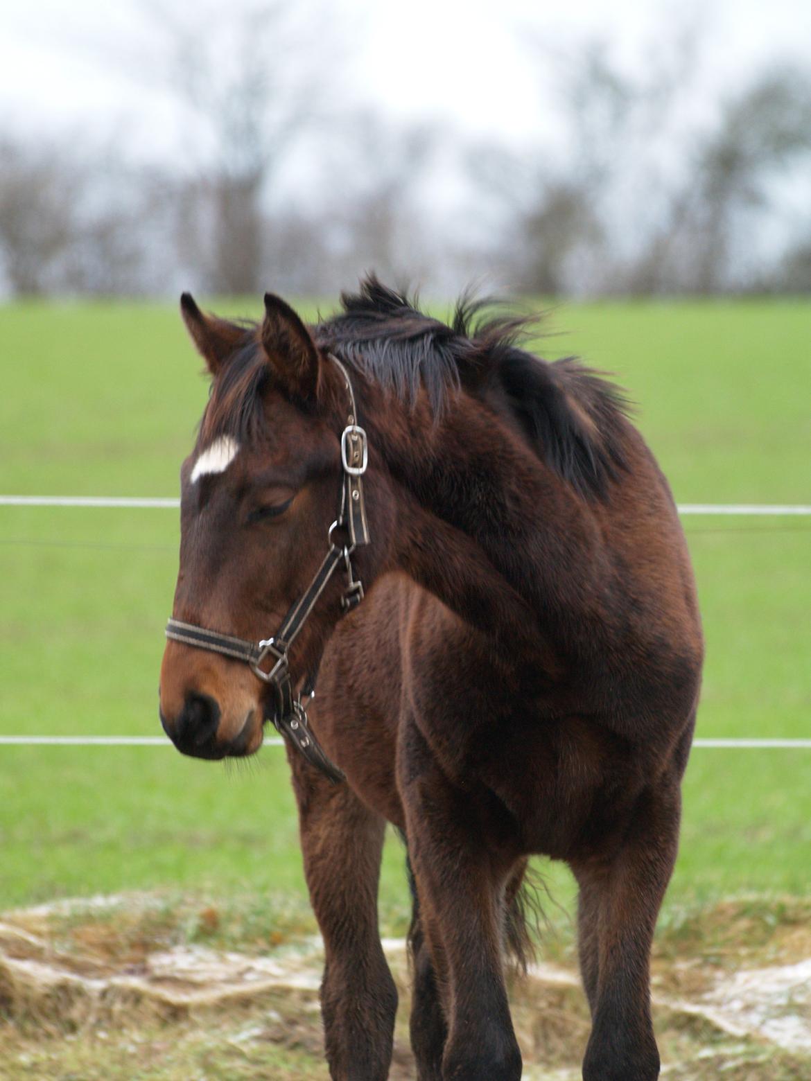 Dansk Varmblod Don Caramo - Søvnig! billede 11