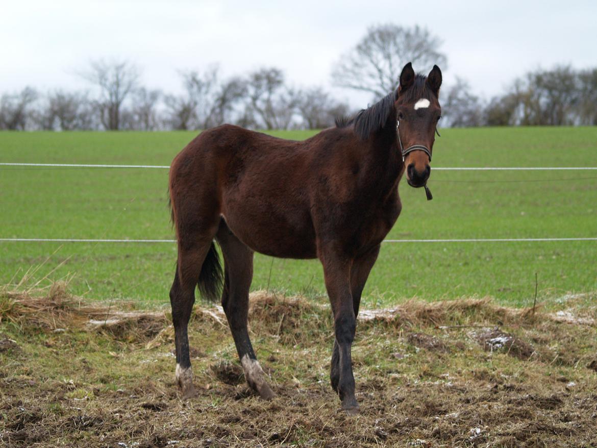 Dansk Varmblod Don Caramo billede 13