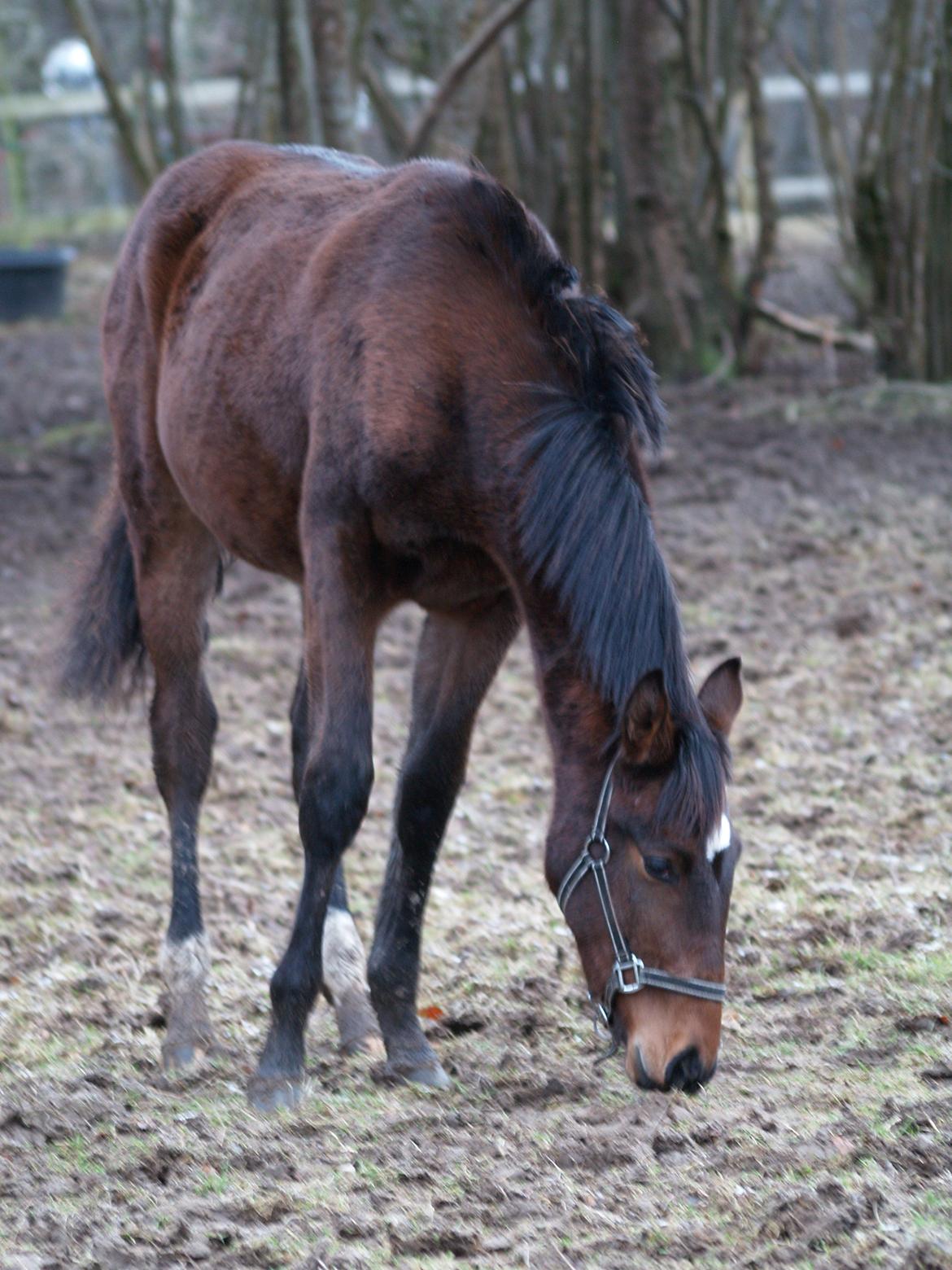 Dansk Varmblod Don Caramo billede 14