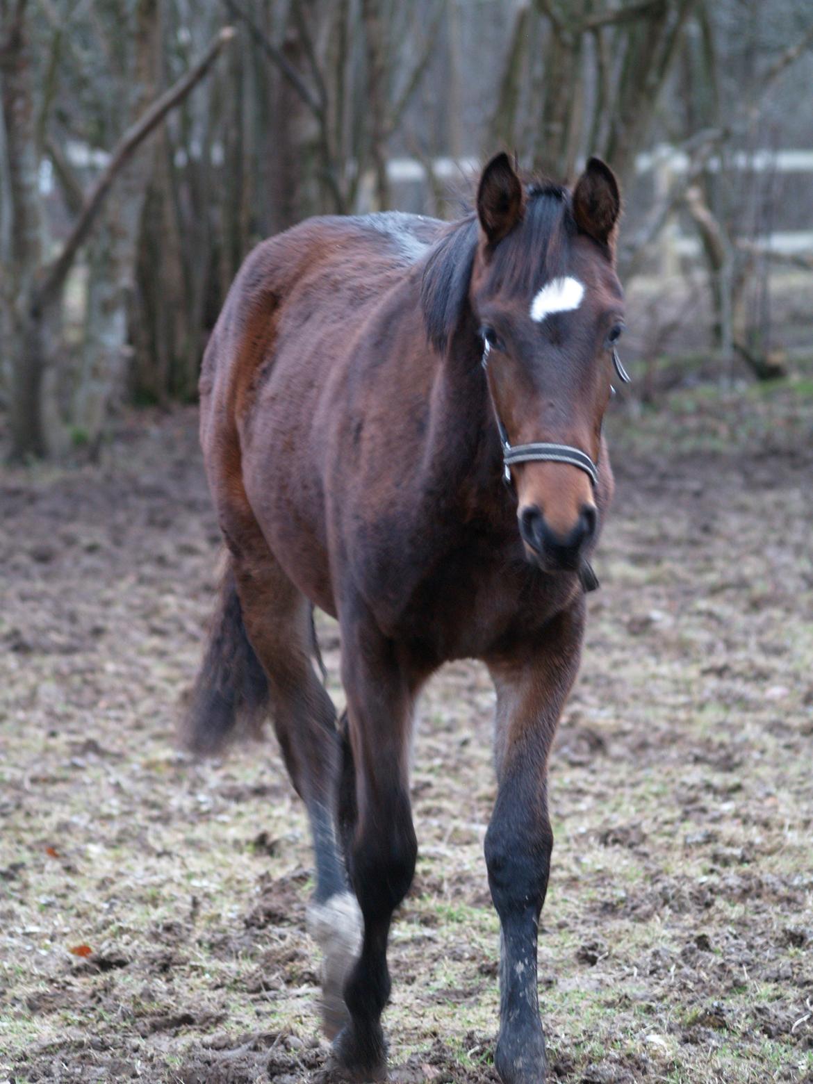 Dansk Varmblod Don Caramo billede 15