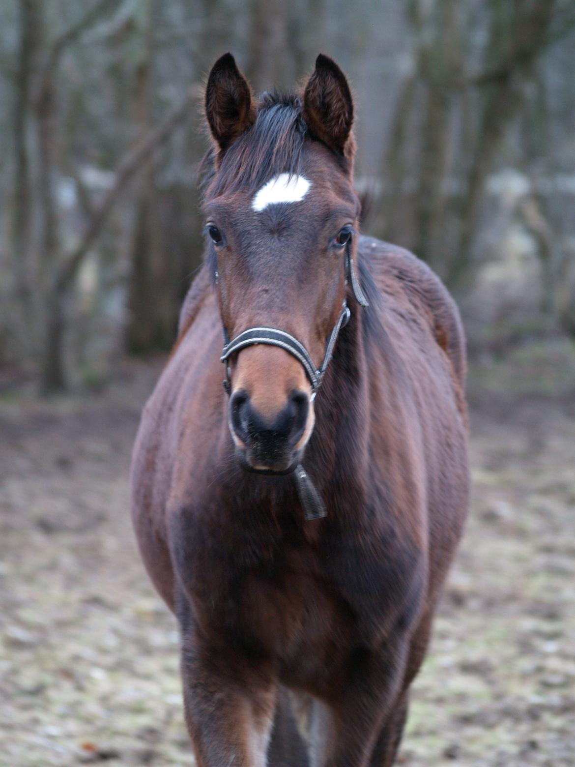 Dansk Varmblod Don Caramo billede 16