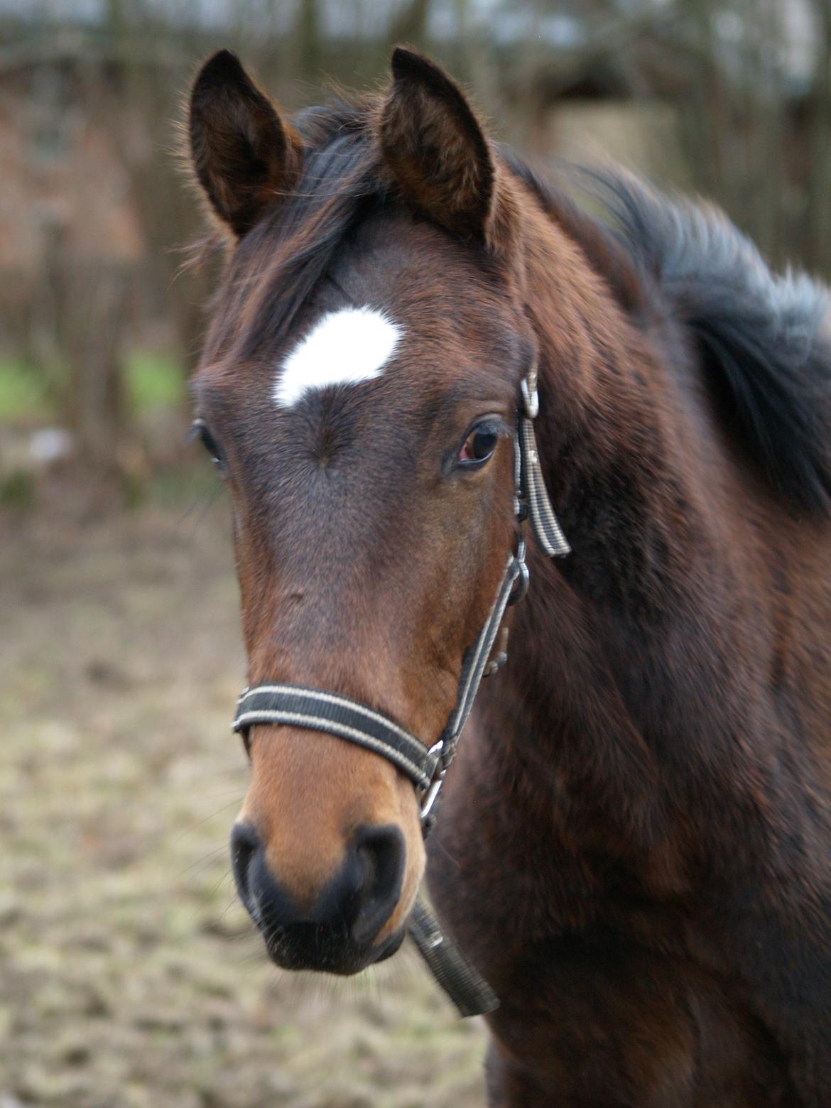 Dansk Varmblod Don Caramo billede 8