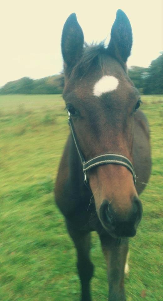 Dansk Varmblod Don Caramo - Første dag på folden. Nøj hvor er den mobil spændende :o) billede 9