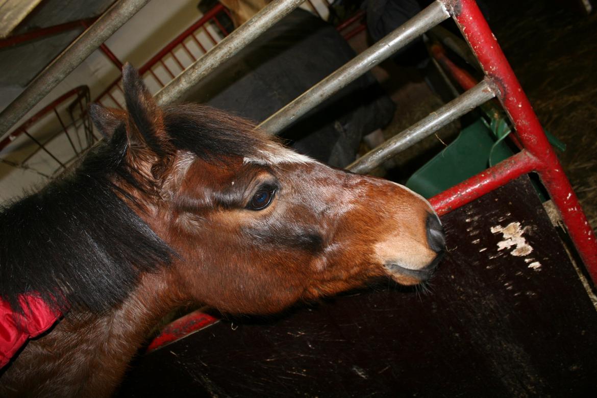 Anden særlig race Bahia billede 16