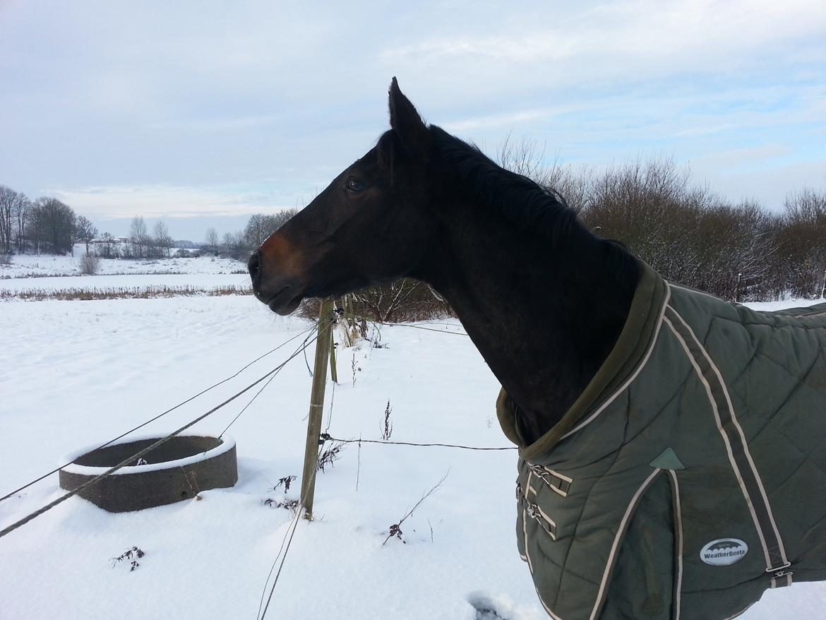 Anden særlig race ¤Melissa¤ - smukke lissa i sneen december 2012 billede 4
