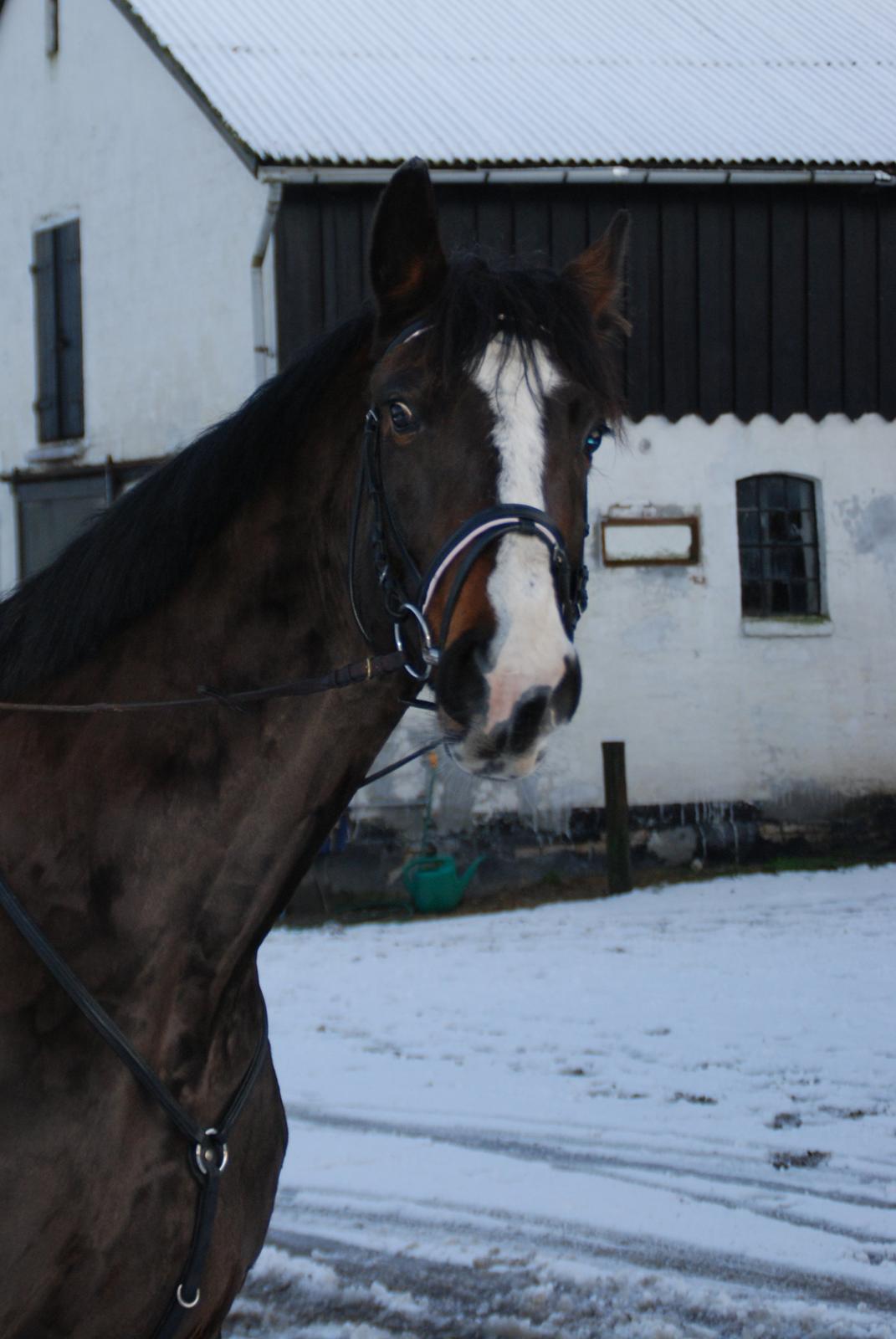 Dansk Varmblod Chivas-L *tidligere hest* - kuk kuk :-) billede 10