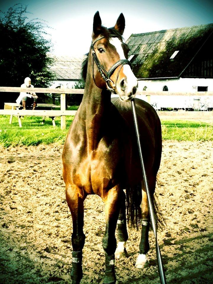 Dansk Varmblod Chivas-L *tidligere hest* - se lige en smuksnak billede 11