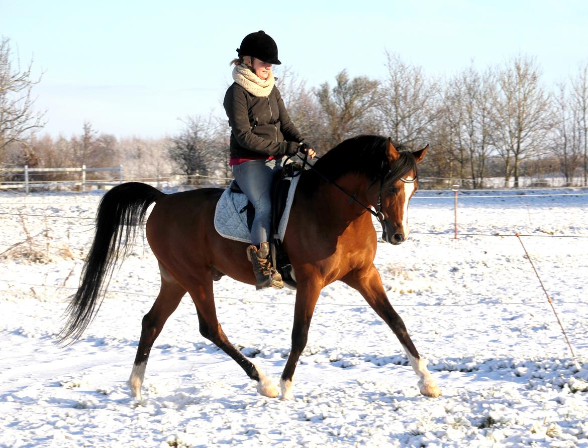 Arabisk fuldblod (OX) Wareno billede 16