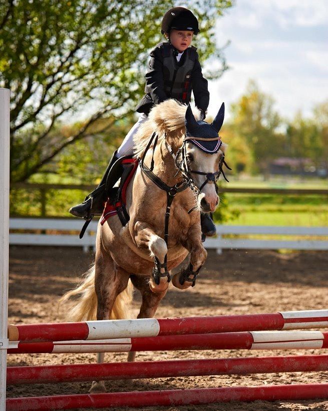 Welsh Pony af Cob-type (sec C) Åvangs Pepita (Pippi) billede 9