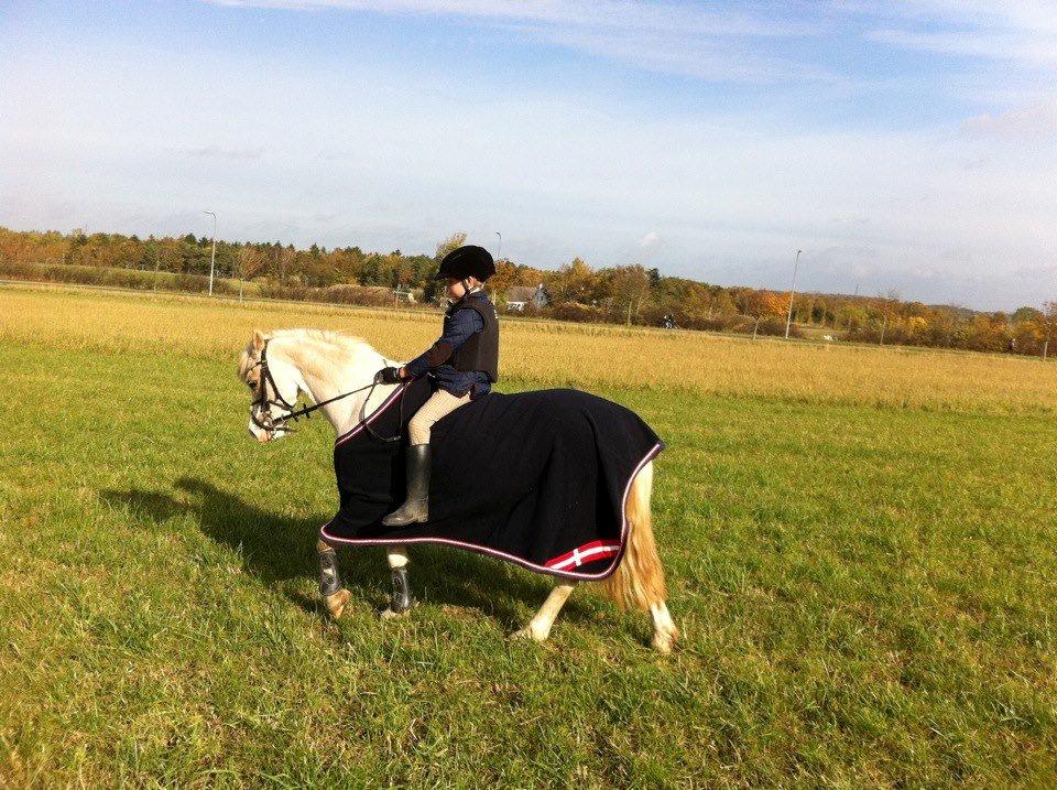 Welsh Pony af Cob-type (sec C) Åvangs Pepita (Pippi) billede 12