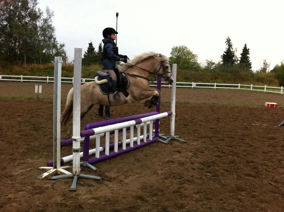 Welsh Pony af Cob-type (sec C) Åvangs Pepita (Pippi) billede 14