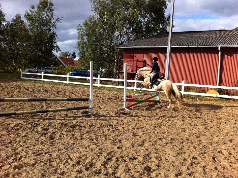 Welsh Pony af Cob-type (sec C) Åvangs Pepita (Pippi) billede 15