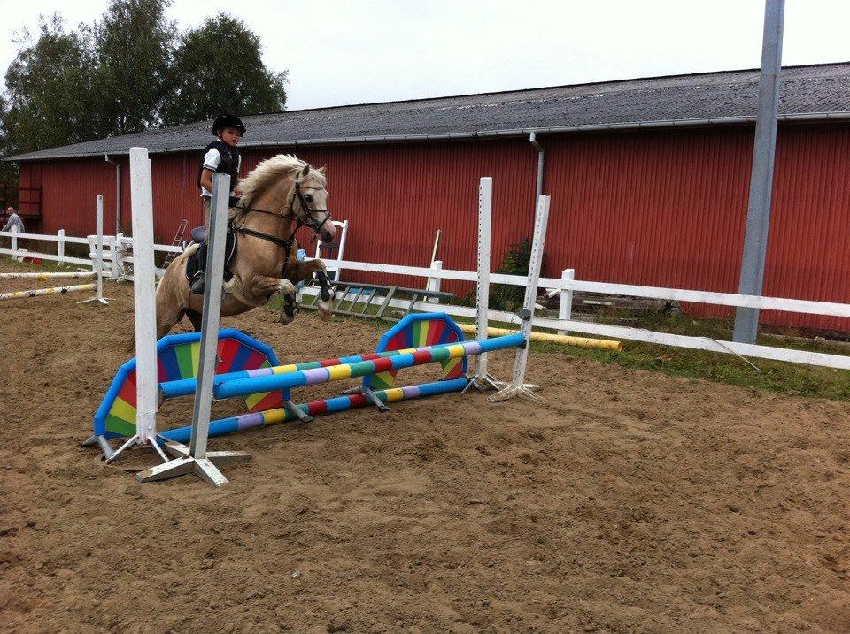 Welsh Pony af Cob-type (sec C) Åvangs Pepita (Pippi) billede 16