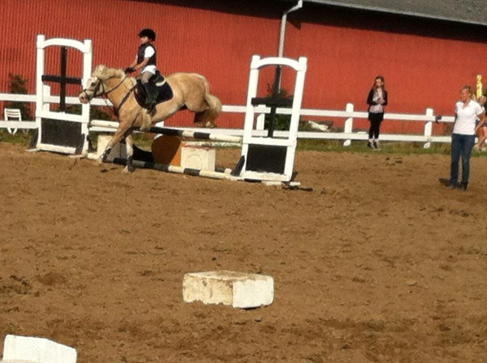 Welsh Pony af Cob-type (sec C) Åvangs Pepita (Pippi) billede 18