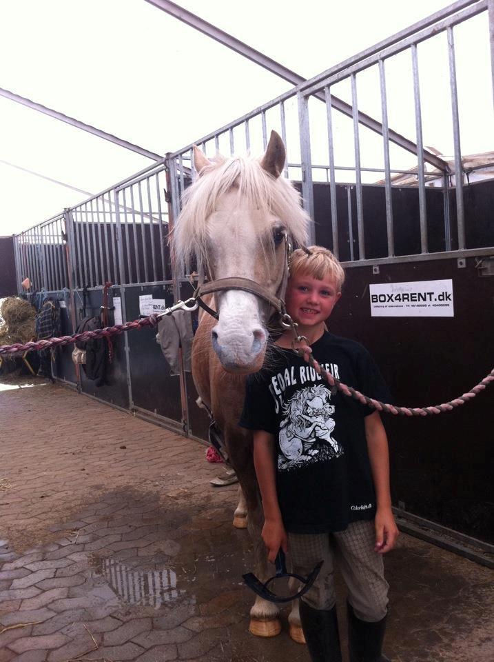 Welsh Pony af Cob-type (sec C) Åvangs Pepita (Pippi) billede 19