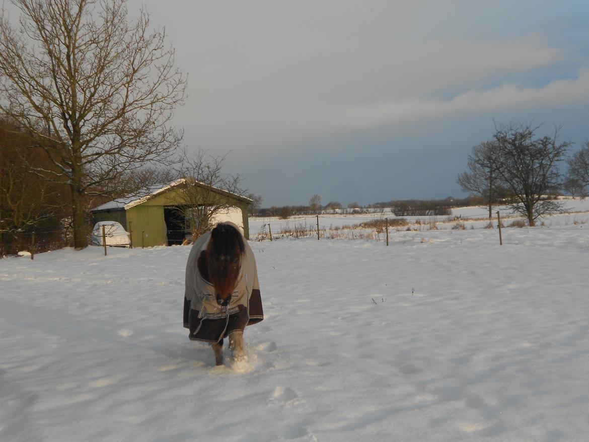 Pinto Mosegårdens Eddieson Fox (Baby) - Fox i sneen! :D 

Vinteren 2013... <'3 billede 14