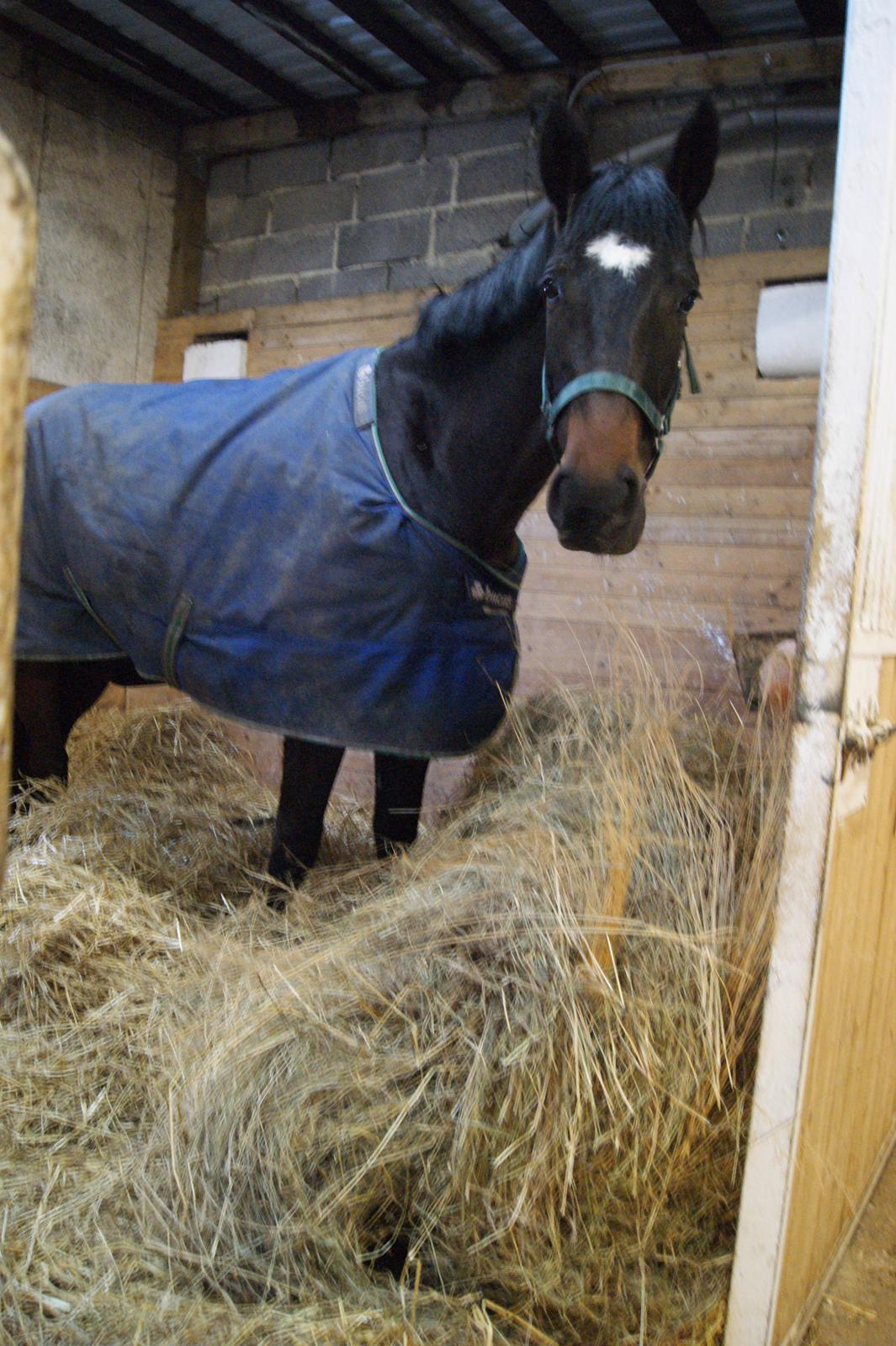 Dansk Varmblod Møllegårds Malou ~RDH~ - En lille hest der hygger sig, efter hun har fået fri :) billede 13
