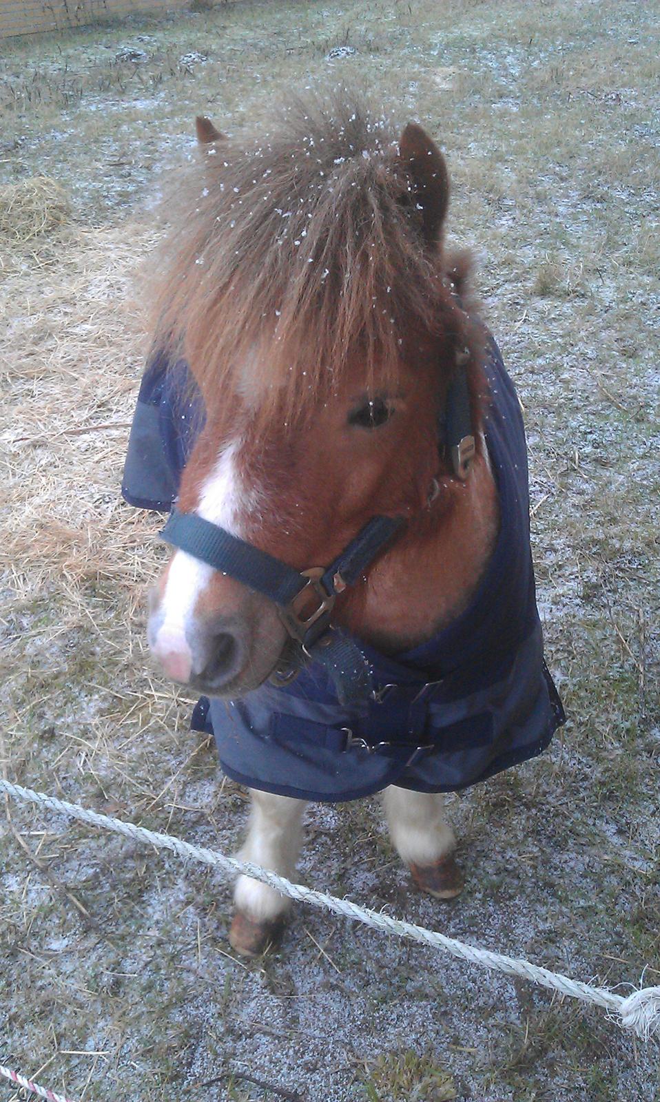 Shetlænder Finn Arthur Charlie billede 1