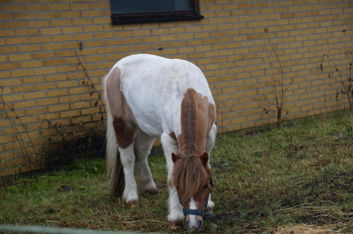 Shetlænder Finn Arthur Charlie billede 10