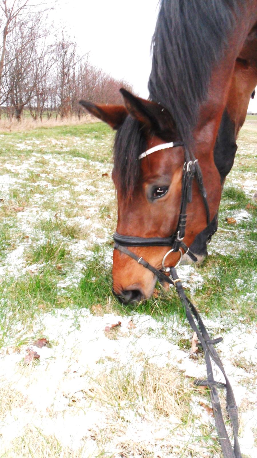 Dansk Varmblod Ørsteds Mister Napolion billede 3
