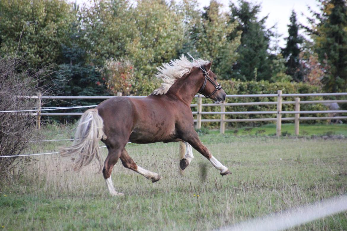 Welsh Cob (sec D) Fjordglimt Mr. George - Efterår 2012 billede 15