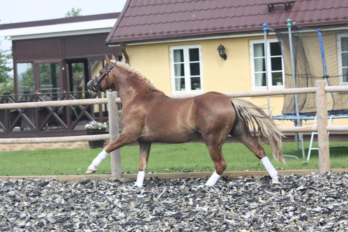 Welsh Cob (sec D) Fjordglimt Mr. George - George's fantastiske galop!
Foto: Michala billede 12