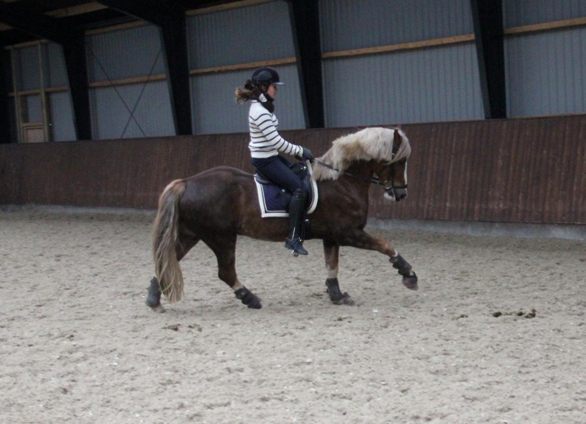 Welsh Cob (sec D) Fjordglimt Mr. George - Efter 5 dages ridning! Han så skøn!  billede 13