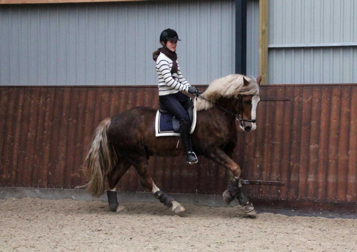Welsh Cob (sec D) Fjordglimt Mr. George - Lækker lækker galop! <3 billede 9