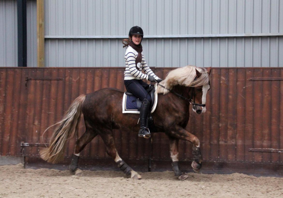 Welsh Cob (sec D) Fjordglimt Mr. George - efter 5 dages ridning;) billede 16