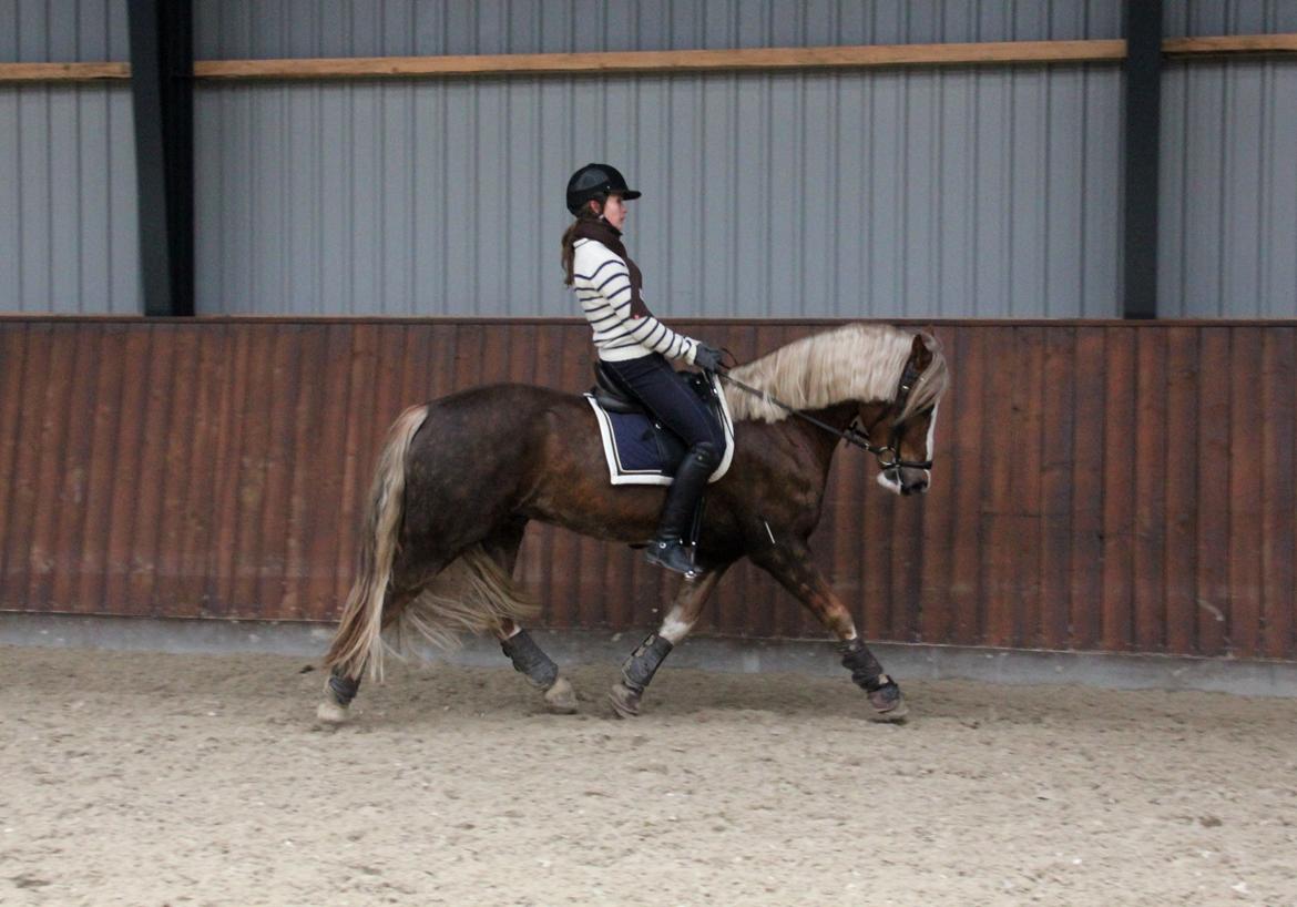 Welsh Cob (sec D) Fjordglimt Mr. George - Søde Geo<3
 billede 18