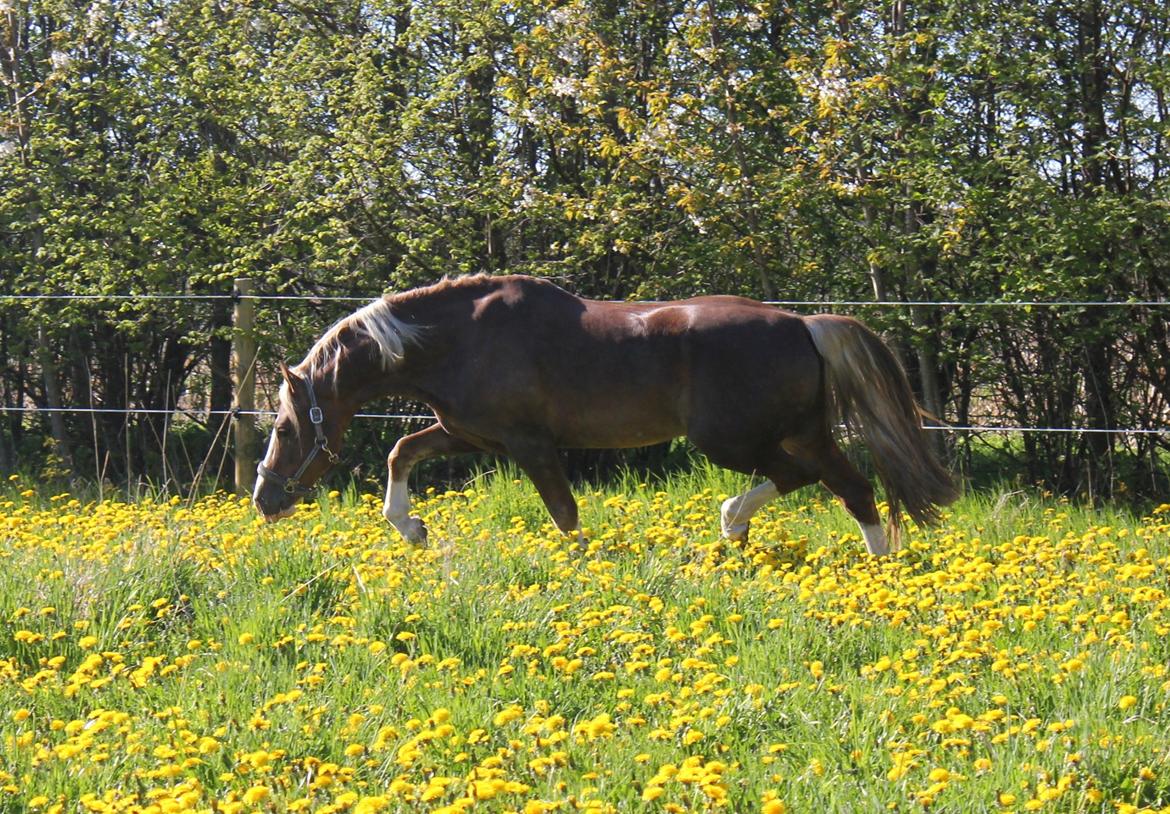 Welsh Cob (sec D) Fjordglimt Mr. George - Sommer 2012! Geo viser sin lækre trav på marken!
 billede 19